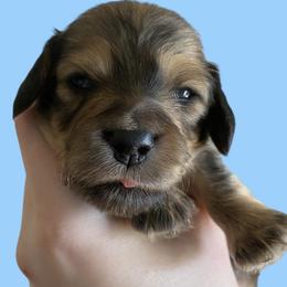 Available Boy 3 - Cream male Dachshund puppy in Medina, Ohio from STORIED DOXIES