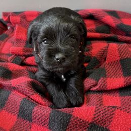 Stogie - Black male Miniature Schnauzer puppy in Prescott, Washington from Winona Schnauzers