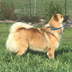 Seger - Icelandic Sheepdog