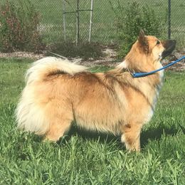 Seger - Icelandic Sheepdog