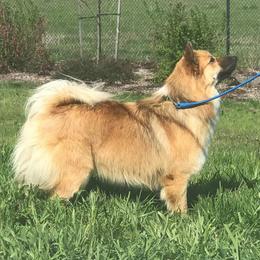 Seger - Icelandic Sheepdog