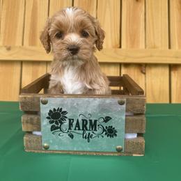 Scooby-Doo - Red and white female Cockapoo puppy in Connersville, Indiana from MoonShine Babies