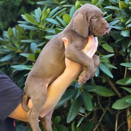 Poppy - Chocolate female Great Dane puppy in Cottage Grove, Oregon from Divine Rottweilers