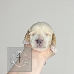 Ranger - CKC Registered :: Light Blue - Cream male Dachshund puppy in Erick, Oklahoma from 4-L Backyard Dach