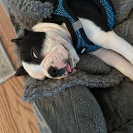 Boston Terrier Puppies from I Love Pups
