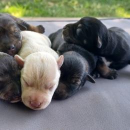 Phoenix (top left) - Parti male Miniature Schnauzer puppy in Milton Freewater, Oregon from Rose Brook Family Farms