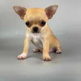Titan - Fawn male Chihuahua puppy in Anderson, South Carolina from Lil Treasures Chihuahuas