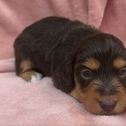 Olive - Chocolate and tan female Dachshund puppy in Nashville, Tennessee from Mini Browne Dachshunds