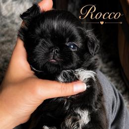 Rocco price is 2500 - Black male Shih Tzu puppy in Kempner, Texas from Shih Tzu Reign