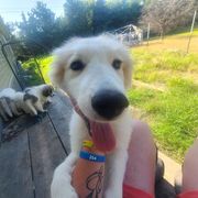 Breezy - White female Anatolian Pyrenees puppy in Farmersville, Texas from Up Shinn Creek