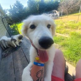 Breezy - White female Anatolian Pyrenees puppy in Farmersville, Texas from Up Shinn Creek