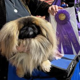 Ro-Lyn Ready to Rumble (JR) - Red male Pekingese puppy in Inman, South Carolina from Ro-Lyn Pekingese