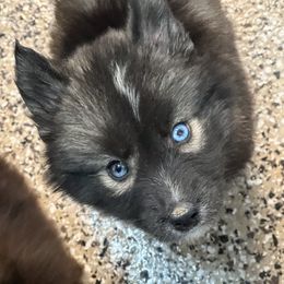 German Shepherd and Siberian Husky Puppies from Rose Trail Siberian’s