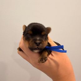 Kovu - Black and tan male Yorkshire Terrier puppy in Georgia from Nalley Kennels