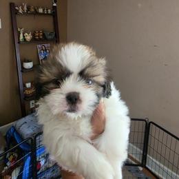 Shih Tzu Puppies from ROYAL SHIHTZUS