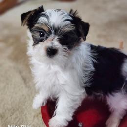 Spankie - Parti male Yorkshire Terrier puppy in Tacoma, Washington from Anks Toys Yorkshire terriers