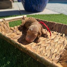 Noelle - Red  female Goldendoodle puppy in Phoenix, Arizona from Amore Doodles & Poodles