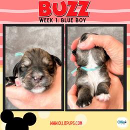 Buzz (Blue) - male Golden Mountain Doodle puppy in Boiling Springs, South Carolina from OlliePups, LLC