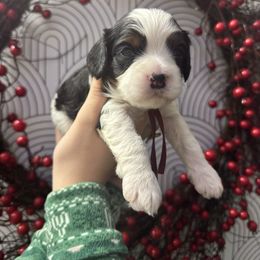 Zeppelin - Tri-color male Cavapoo puppy in Linden, Michigan from Maple Drive Doodles