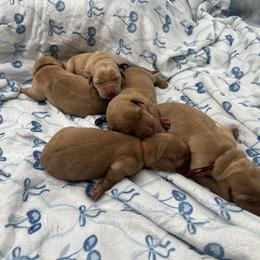 Royal Blue - Yellow male Labrador Retriever puppy in Heath Springs, South Carolina from Rich Hill Retrievers