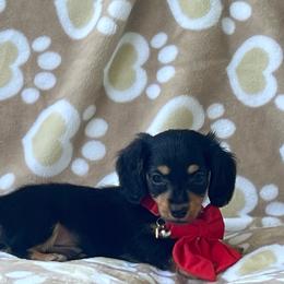 Boy 2 - Black and tan male Dachshund puppy in Choccolocco, Alabama from Ace’s Doxies