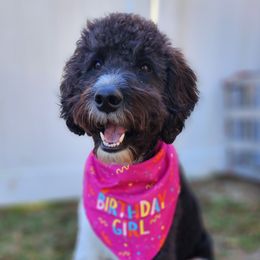 Kaia - Labradoodle