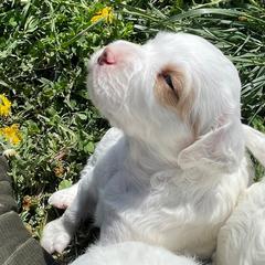 English Setter Puppies from English Setter Farms