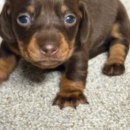 Stella - Chocolate and tan female Dachshund puppy in Hardy, Arkansas from Tracy's Dachshunds