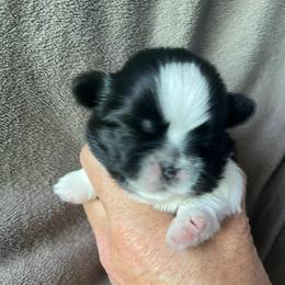 Gibson - Black white and silver male Shih Tzu puppy in Hematite, Missouri from Free Range Shih Tzus