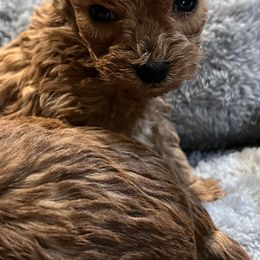 Pibble - Red female Maltipoo puppy in Weslaco, Texas from GG’s Maltipoos and Toy Poodles