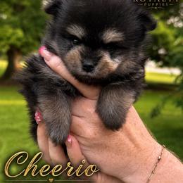 Cheerio - Black and tan male Pomeranian puppy in New Oxford, Pennsylvania from J&T French Bulldog & Pomeranian Palacio