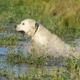 Golden Retrievers from Denali Kennels