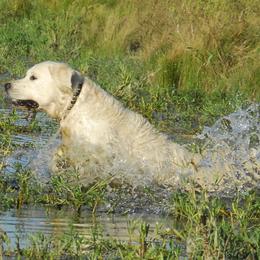 Golden Retrievers from Denali Kennels