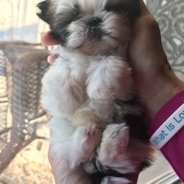 Shih Tzu Puppies from Willow Lane Shih Tzus