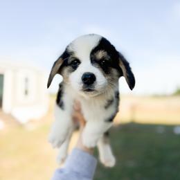 Frog Footman - Brown - Black and tan male Pembroke Welsh Corgi puppy in Milan, Georgia from Williams’ Welsh Corgis LLC