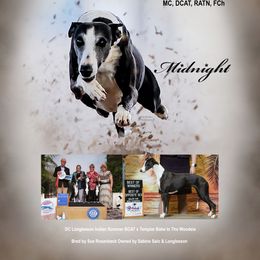 Midnight - Whippet