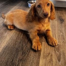 Skyler - Red male Dachshund puppy in Bentonville, Arkansas from T & D Dachshunds by design