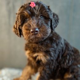 Ukulele - Aussiedoodle puppy in Chattanooga, Tennessee from Remedy Ridge Aussiedoodles