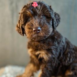 Ukulele - Aussiedoodle puppy in Chattanooga, Tennessee from Remedy Ridge Aussiedoodles