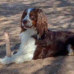 Dusty - English Springer Spaniel
