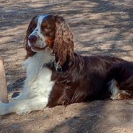 Dusty - English Springer Spaniel