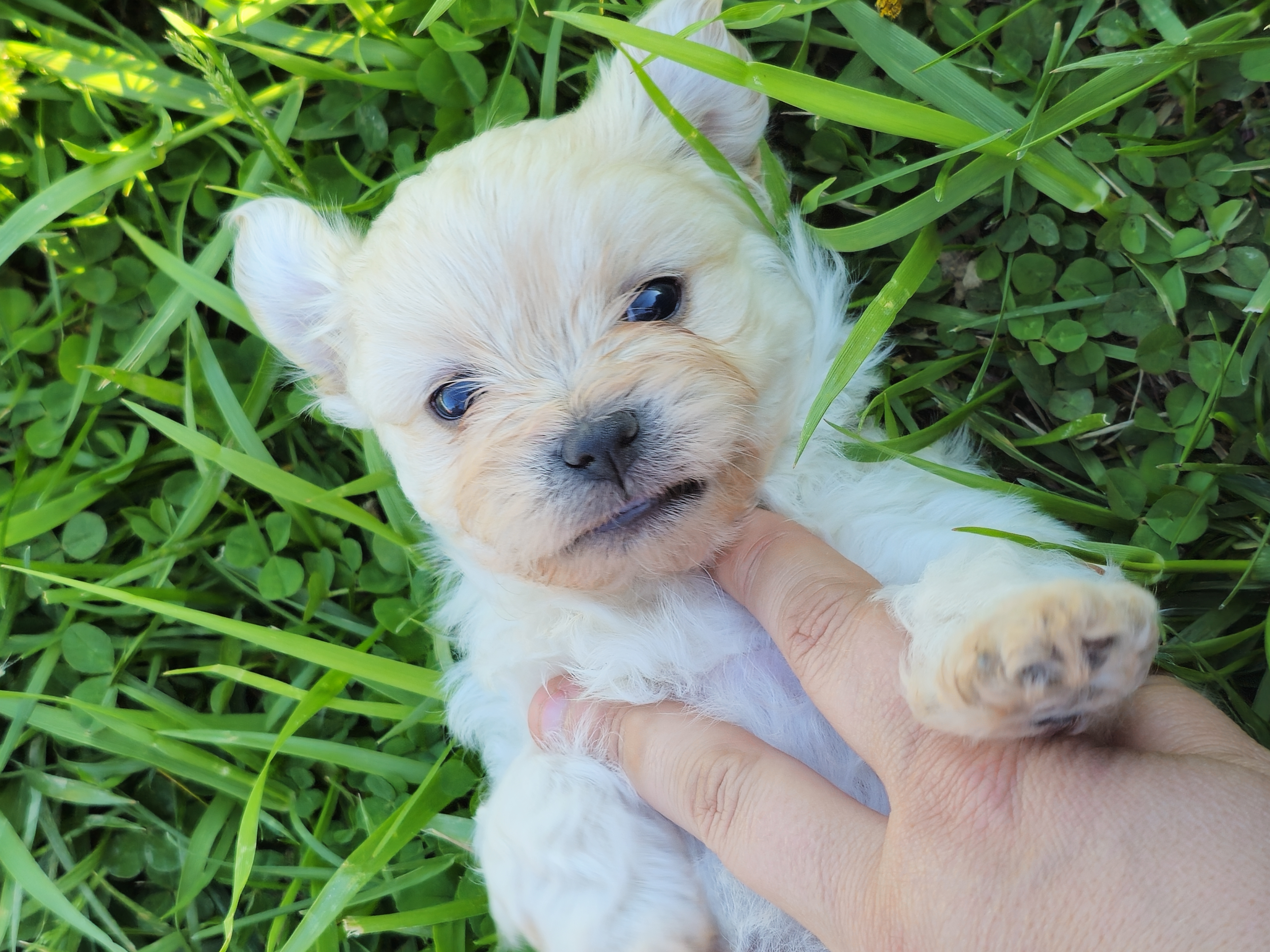 Australian Shepherd and Shichon Puppies from Robertson's Dream Ranch Aussies & Teddy's