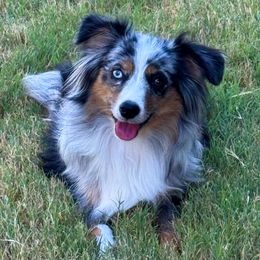 Miniature Australian Shepherds and Toy Australian Shepherds from Popparosa Toy & Mini Aussies