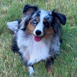 Miniature Australian Shepherds and Toy Australian Shepherds from Popparosa Toy & Mini Aussies