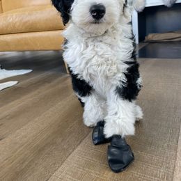 Sheepadoodle Puppies from Sunflower Family Farms