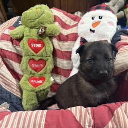 Me.Red - Sable male German Shepherd puppy in Berlin, Wisconsin from Gypsy Miracle Kennels