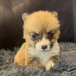 MO-F01 - Red female Pembroke Welsh Corgi puppy in Stockton, Iowa from Infinity Corgis