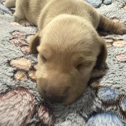 Girl 3 - Cream female Dachshund puppy in Mobile, Alabama from Lady and the Tramp Dachshunds