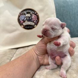 Flex - Cream male French Bulldog puppy in Willis, Texas from Grandiose Frenchies