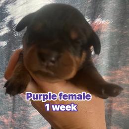 Purple - Black and mahogany female Rottweiler puppy in Mancelona, Michigan from Nicolle Stone